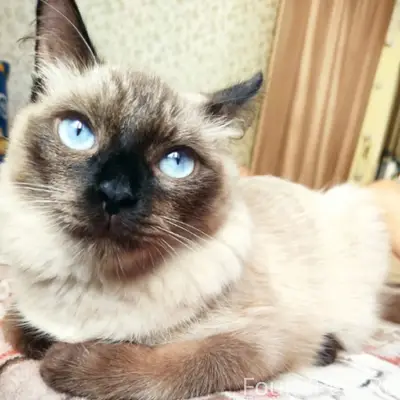 Пропал котёнок Юкки, ул. Салмышская
