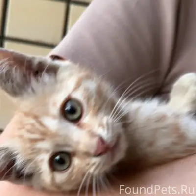 Пропал котёнок, Михайловск — Ставрополь