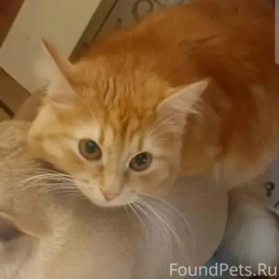Пропала кошка, г. Дедовск