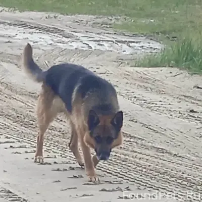 Пропала овчарка, район 3 компрессорной