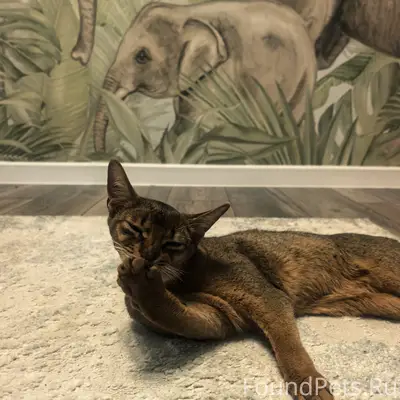 Пропала кошка, ул. Пушкина, 24 шахта