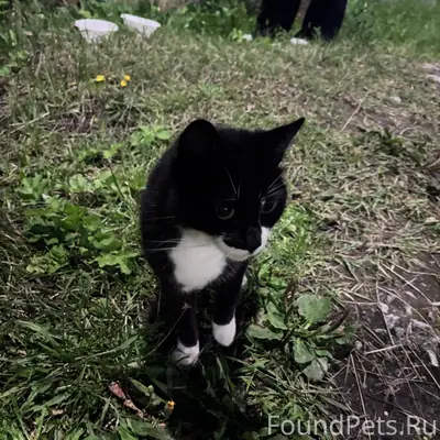 Найден кот, около Южной 35