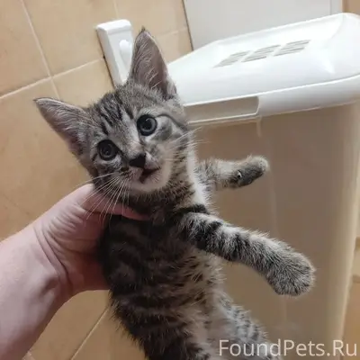 Найден котёнок, нуждается в доме