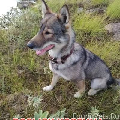 Найден домашний пёс, Печенга, 191 км