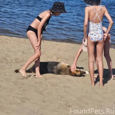 Найден пёс, пляж 2 очереди