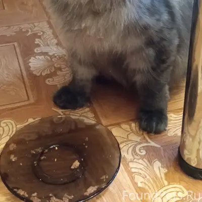 Найдена кошка, 21 Амурская