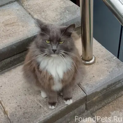 Пропала домашняя кошка, Ветеранов, 1