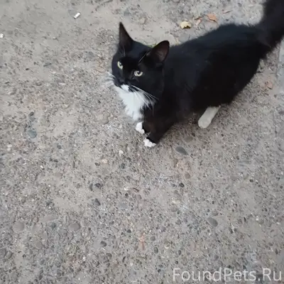 Найден кот, двор