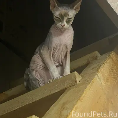 Пропала кошка Мия, район улицы Козлова