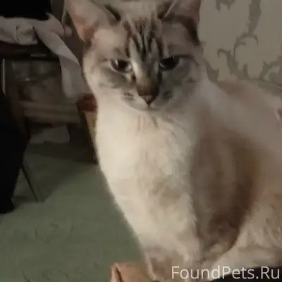 Пропала кошка, район ул. Монтажников, ул. Строителей