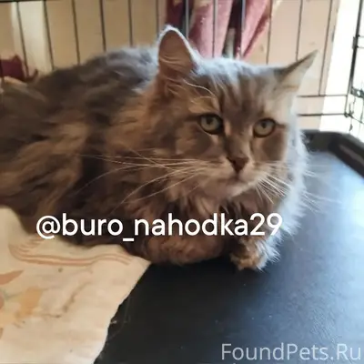 Найдена крупная кошка, Привокзальный район