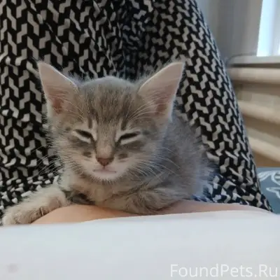Пропал котёнок Тучка, улица Рабочий Порядок