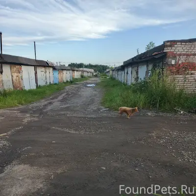 Найден пёс, Кирилловское шоссе