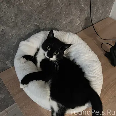Пропал кот Отис, Красные Зори 2