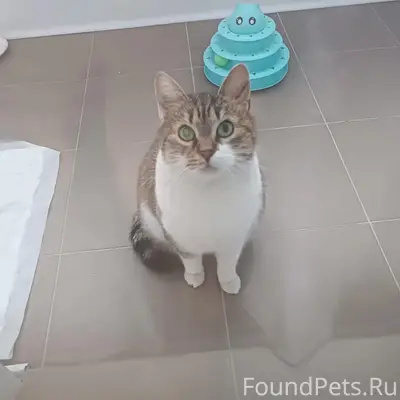Пропал кот, район СХТ