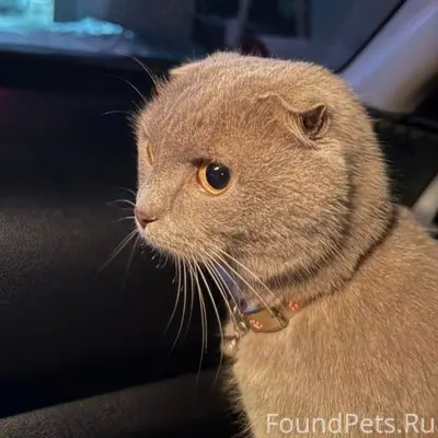 Пропала кошка Маруся, Промзона (Верхняя объездная)