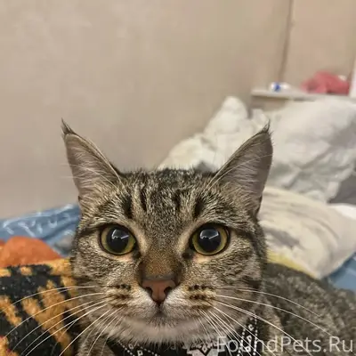 Пропала кошка!!!