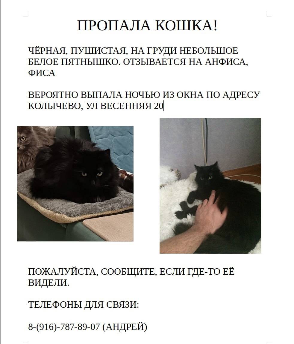 Пропала кошка