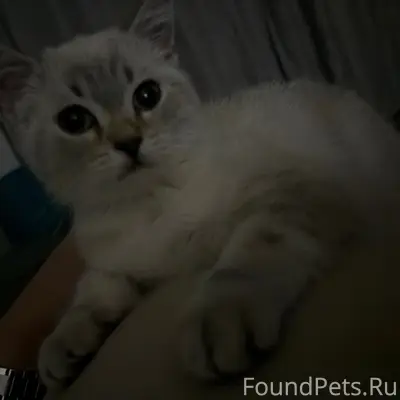Пропал кот, район дома 19А