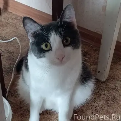 Пропал кот, Комсомольский бульвар 8