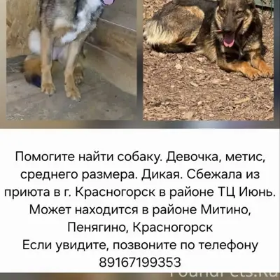 Пропала собака Надя, ТЦ «Июнь»
