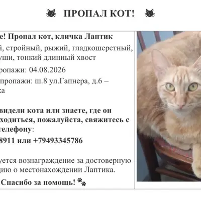 Пропал рыжий кот Лаптик, ш.8 ул. Гапнера