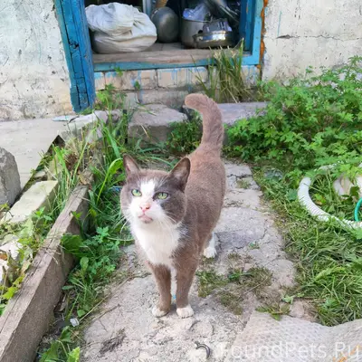 Найдена кошка, ул. Водоемная