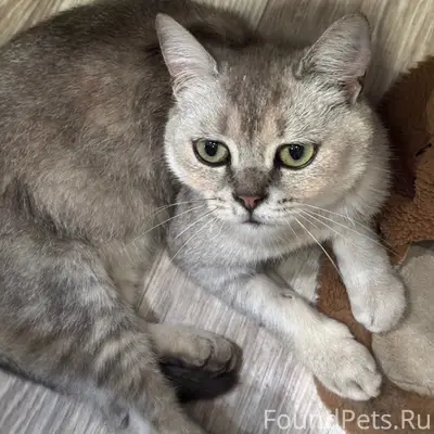 Найдена кошка, Липецк
