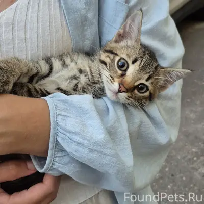 Найден котик, Воронеж, улица Мордасовой
