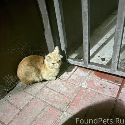 Найден кот, рыжий, Вертковская, 33а