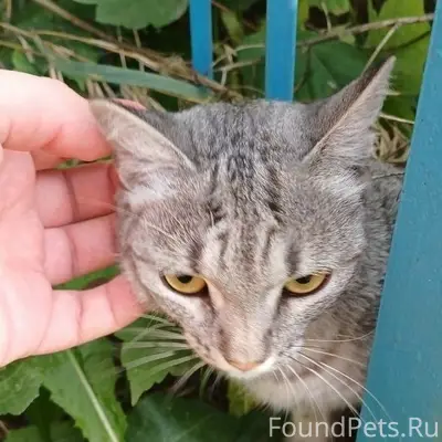 Найдена серая кошка, Бориса Богаткова