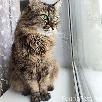 Пропала кошка Алиса, ст. Шинник