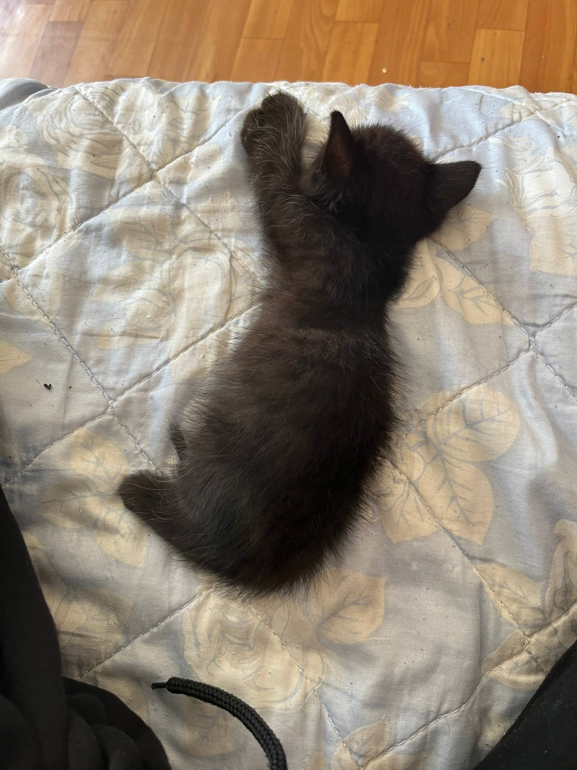 Пропали котята, район СХТ