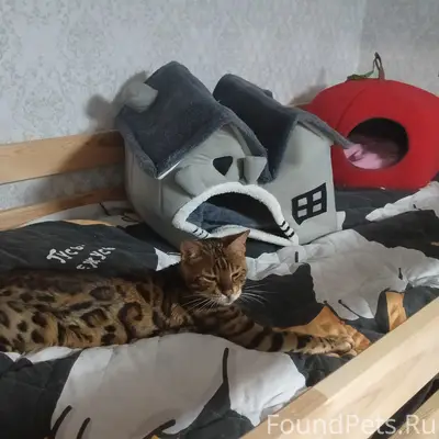 Пропала кошка Ириска, улица Заокская, деревня Секиотово