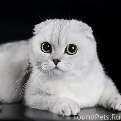Найдена кошка, Калуга, 65 лет Победы