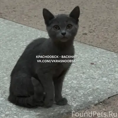 Найден котёнок девочка, Краснообск