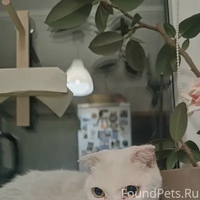 Найдена кошка, г. Сосногорск