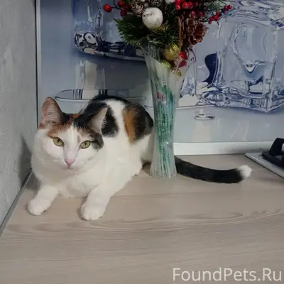 Пропала кошка