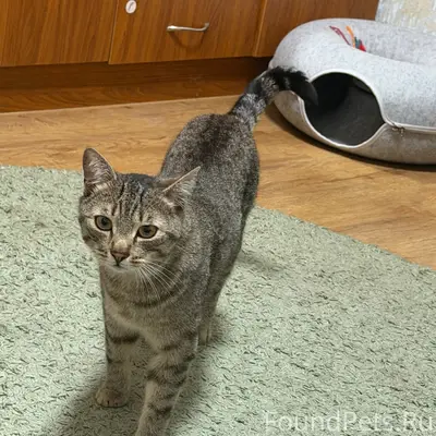 Пропал кот Феликс, г. Жуковка