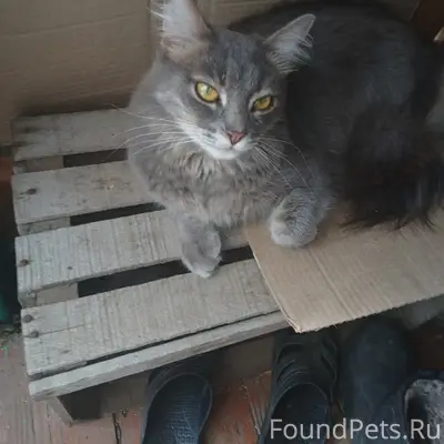Найден кот, Нижний Новгород