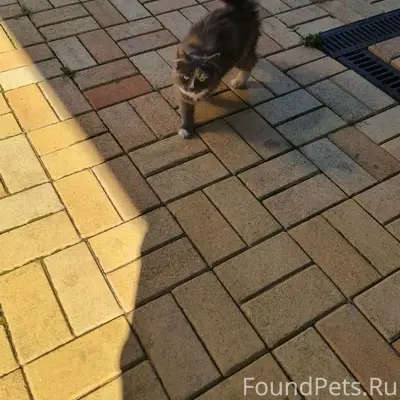 Найдена кошка, у дома