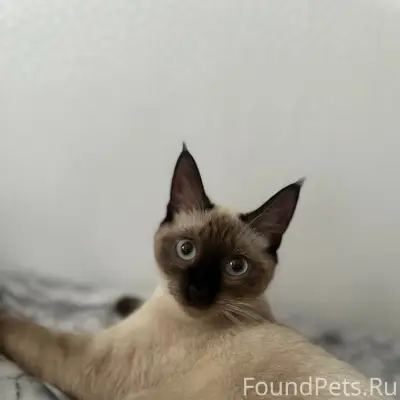 Пропала кошка, район Советской улицы
