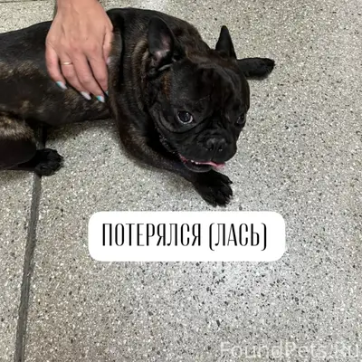 Найденна собака, г. Ставрополь