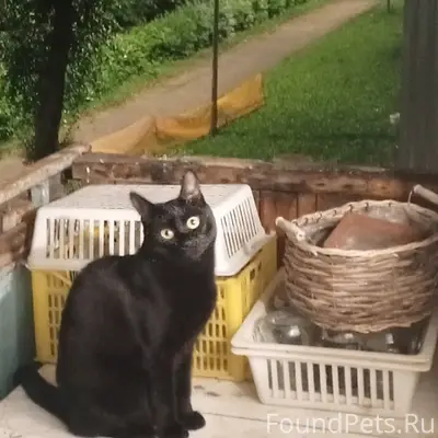 Пропал чёрный кот, Школьный бульвар