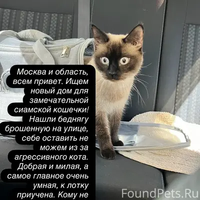 Найдена кошка, улица Октябрьская