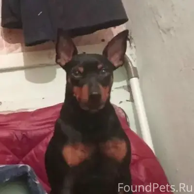 Пропала собака цвинпинчер, пгт Куйбышево