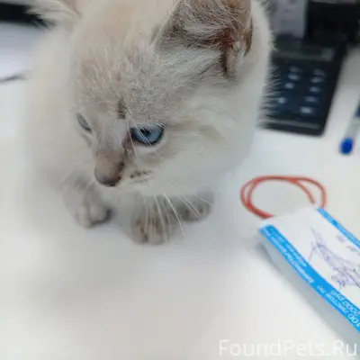 Найден котёнок, около мусорки