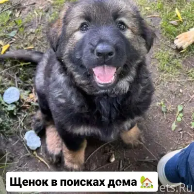 Найден щенок, похожий на овчарку