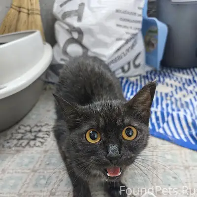 Найдена кошка, возле дома Захарова, 10