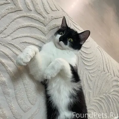 Пропала кошка, Ленинский район